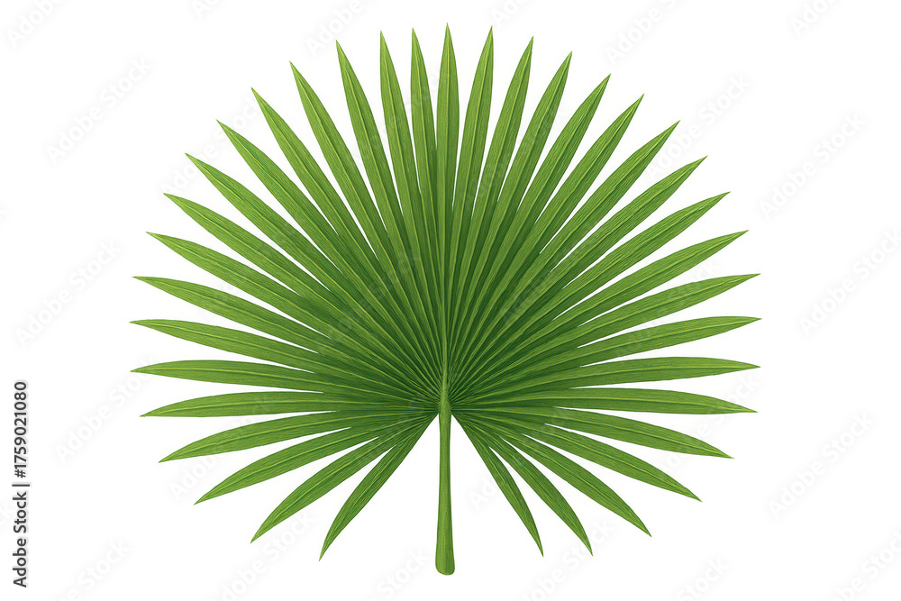 Fototapeta premium Green tropical fan palm leaf generating a natural design element, isolated on transparent background