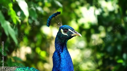 Wallpaper Mural Close-up of Peacock in Nature, with a leafy, green background, good for wildlife content Torontodigital.ca