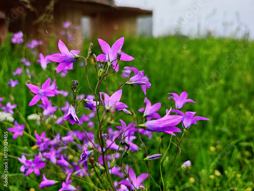 purple flowers in the garden