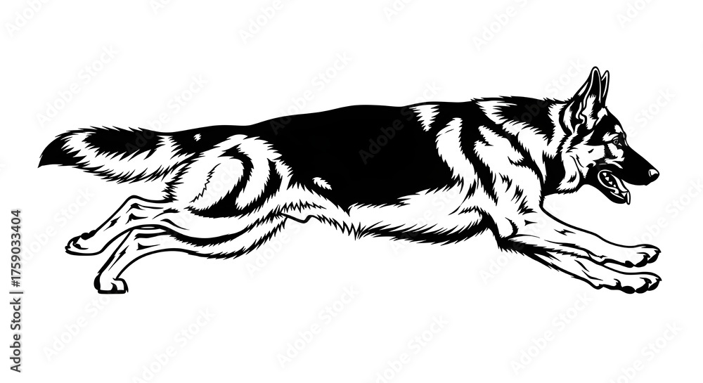Fototapeta premium Dynamic German Shepherd in full stride, showcasing powerful movement and alert expression, perfect for sports or security themes