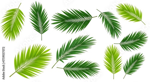 Green palm fronds isolated on white background for decorative designs