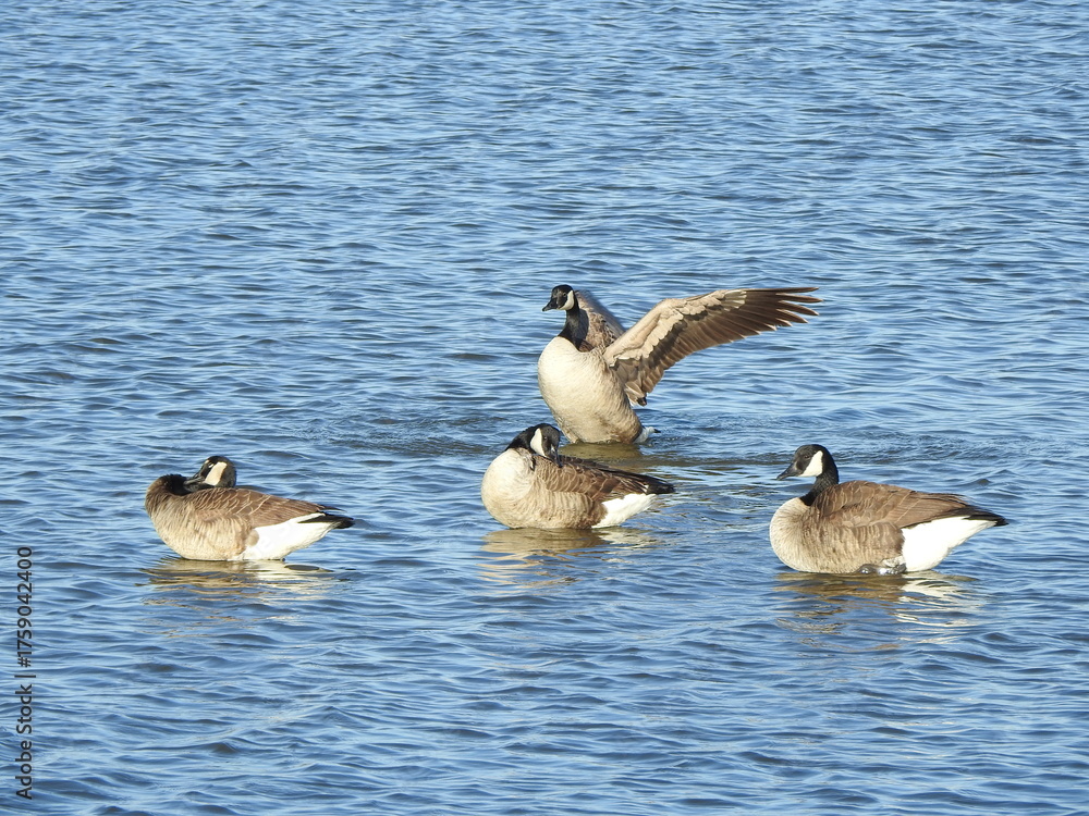 Fototapeta premium Canadian geese enjoying a beautiful day, within the wetland waters, of the Edwin B. Forsythe National Wildlife Refuge, Galloway, New Jersey.