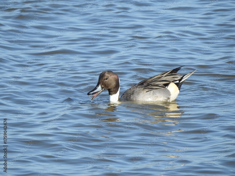 Fototapeta premium A male, northern pintail duck, swimming within the wetland waters of the Edwin B. Forsythe National Wildlife Refuge, Galloway, New Jersey.