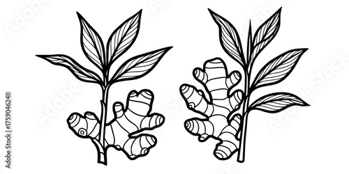 Organic Ginger Plant Vector - Bold line, fluid black and white illustration of ginger root and leaves for herbal medicine, wellness, and natural food branding