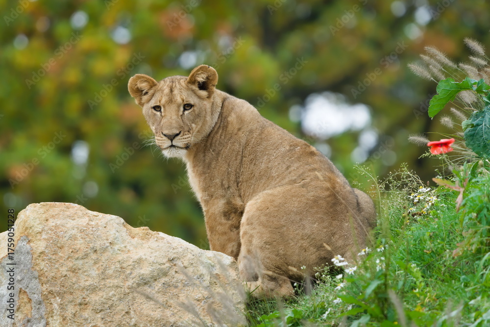 Obraz premium Lion (Panthera leo) juvenile resting on a rock — captive animal. Close-up portrait. Zoo Zlin Lesna in Czech republic.