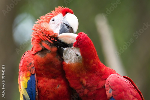 Scarlet Macaw (Ara macao) pair engaging in mutual grooming — captive birds. Zoo Zlin Lesna in Czech republic.