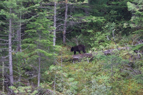 wild black bear in the forest, Canada