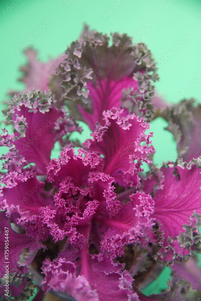 Naklejka premium Purple green ornamental curly Kale, or leaf cabbage, belongs to a group of cabbage (Brassica oleracea) cultivars grown for their edible leaves