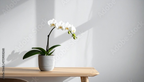 Elegant white orchid in a modern grey pot brings serene natural beauty and sophisticated style to any bright interior space with soft sunlight casting gentle shadows.