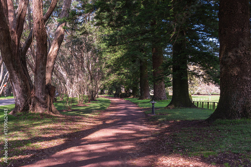 Scenic walking trail through a verdant forest, surrounded by majestic redwood trees and a tranquil setting