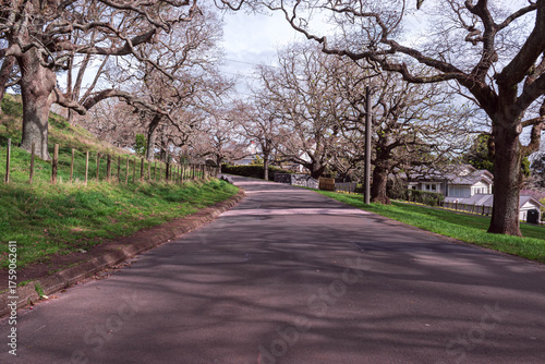 Serene park pathway winding through lush greenery, with towering trees and a vibrant blue sky overhead