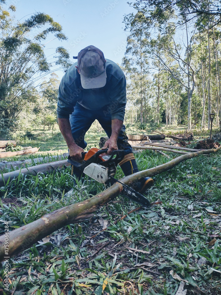 Obraz premium A worker wearing a hat operates a chainsaw amidst a dense forest, surrounded by tall trees and vibrant green vegetation. 