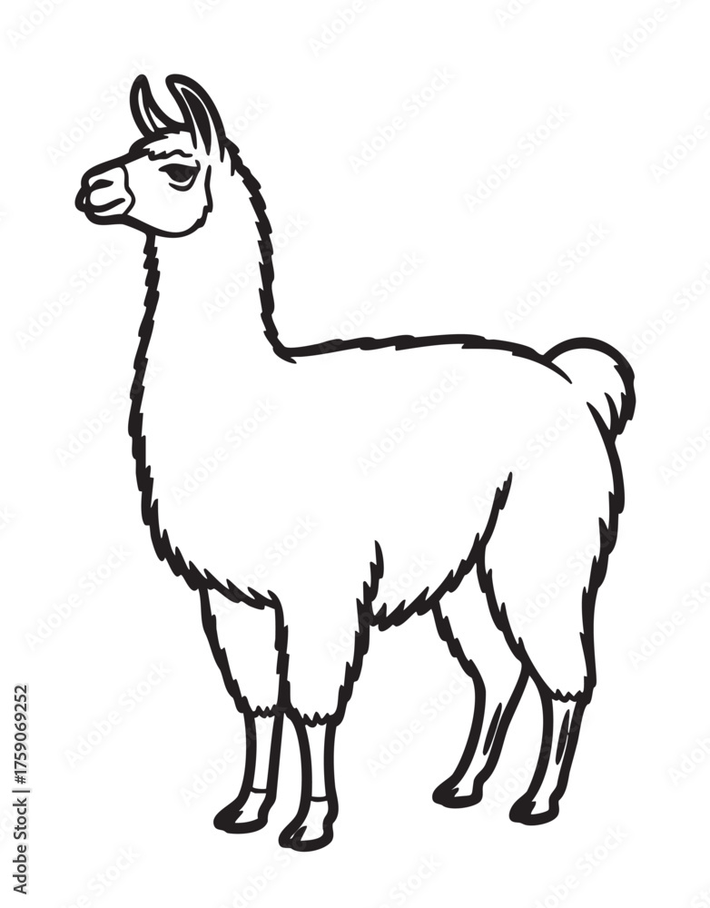 Fototapeta premium Black outline drawing of a standing llama with detailed fur and facial features, facing left.
