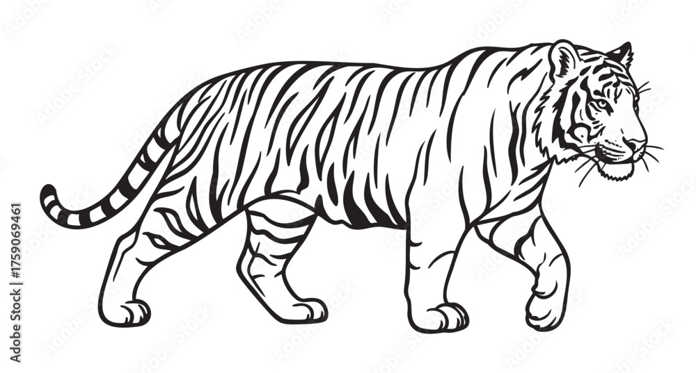 Obraz premium Black and white line drawing of a walking tiger facing left with detailed stripes and a calm expression.