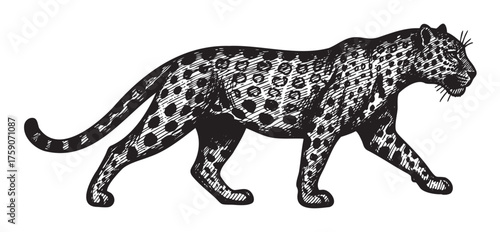 Black outline of a walking leopard in profile view, showcasing intricate detail of its spotted fur and slender body.