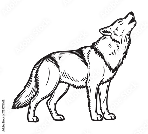 Black outline drawing of a howling wolf with detailed features, capturing the wilderness and animalistic nature of the creature.