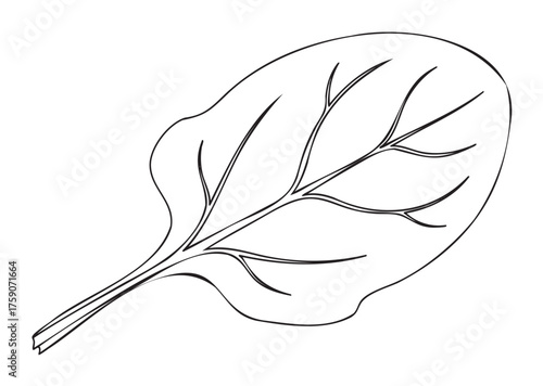 Black outline drawing of a single spinach leaf, showcasing its distinct veined structure and curved edges.