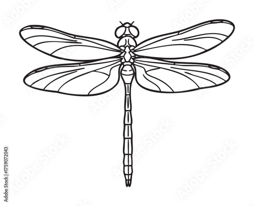 Black outline drawing of a dragonfly with detailed wings and body, emphasizing its symmetrical and delicate structure.