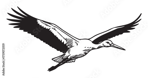 Black and white hand-drawn image of a stork flying with wings outstretched, showing intricate feather details in a dynamic pose.