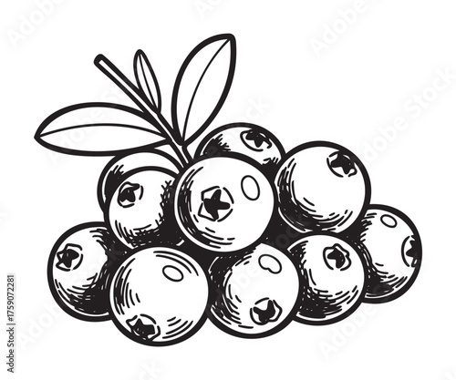 Detailed black and white line drawing of a cluster of blueberries with leaves, showcasing textured surfaces and natural features.