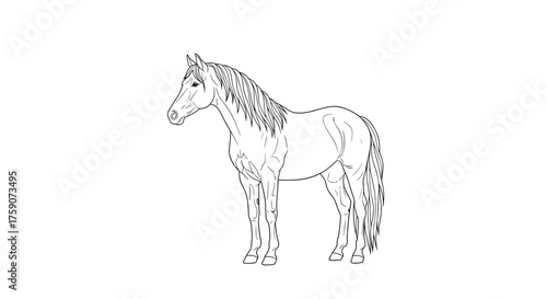 A detailed line drawing of a horse standing gracefully with a flowing mane and tail.