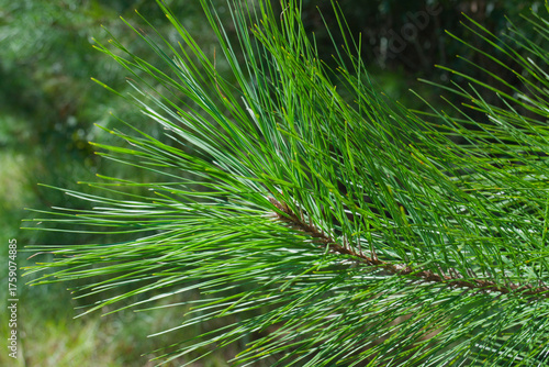 close up of pine needles