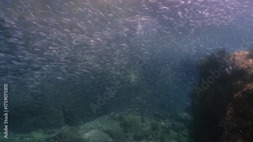 Wallpaper Mural a massive school of sardines shimmering brilliantly beneath the sunlight. The silver fish move in perfect unison just below the ocean surface Torontodigital.ca