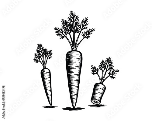 Carrots Three Vegetables with Greens Growing Icon Set