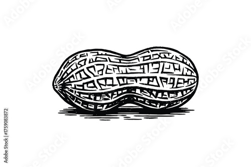 Detailed Peanut Hand Drawn Illustration, Engraving Style