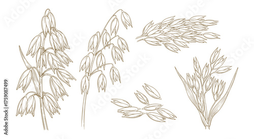 Oat Plant and Grain Sketch Set: Botanical Hand Drawn Illustration