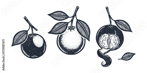 Orange Fruit Set Sketch Hand Drawn Engraving Style Isolated Elements