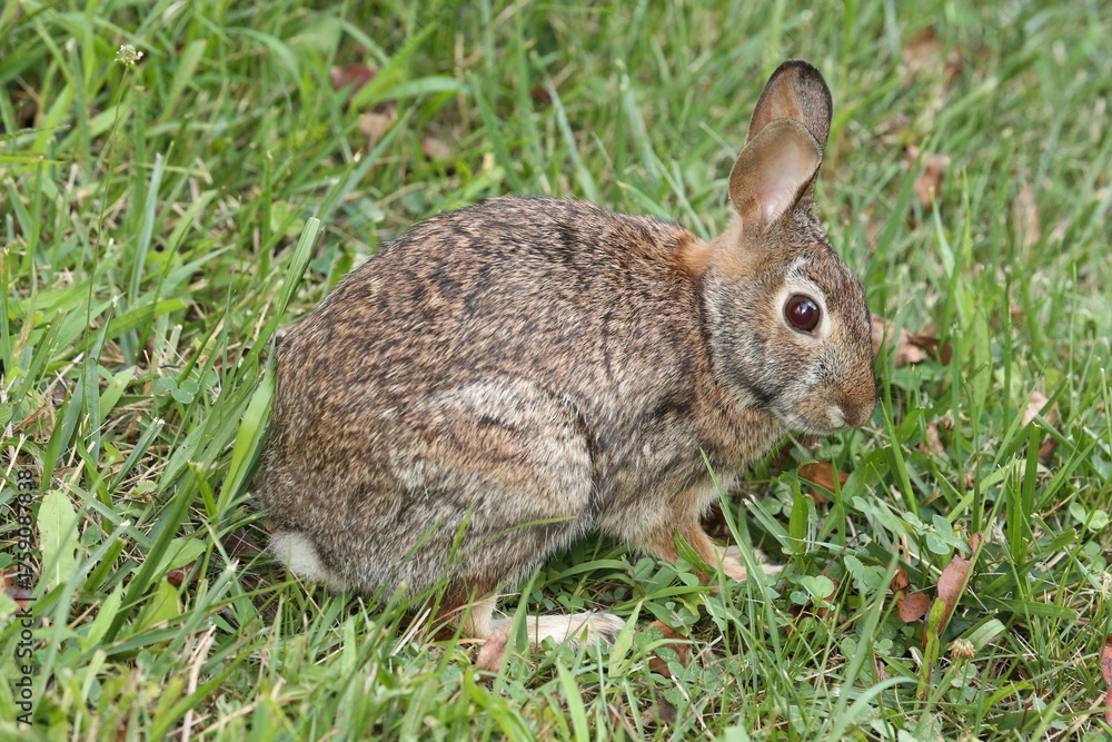 Fototapeta premium Roger Rabbit