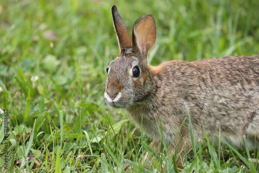 Fototapeta premium Roger Rabbit