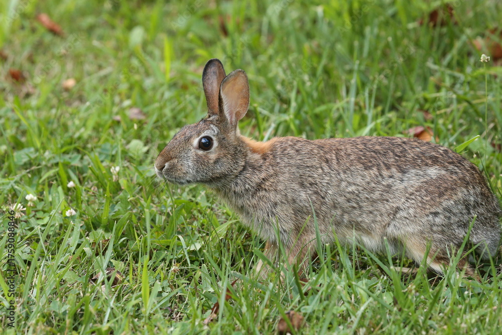 Fototapeta premium Roger Rabbit