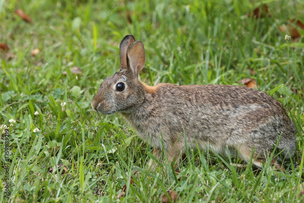 Fototapeta premium Roger Rabbit