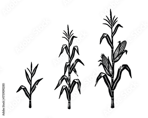 Stages of Corn Plant Growth Maize Development Vector Illustration Set
