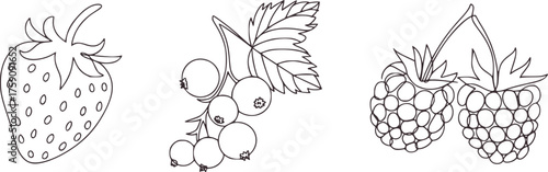 Strawberry raspberry currant line drawings berries fruit
