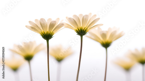 A bunch of white flowers with green leaves are standing tall in a field
