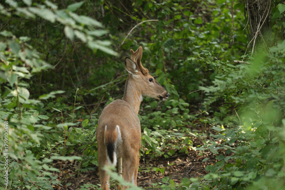 Obraz premium Buck During Golden Hour