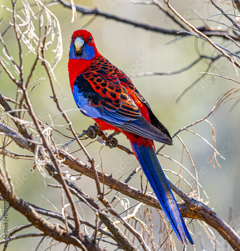 Crimson rosella