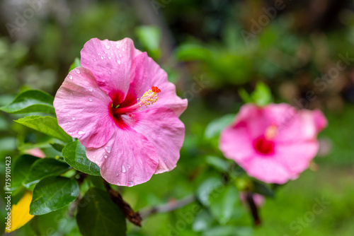 Hibiscus rosa-sinensis, beautiful pink chinese rose soft focus in vivid style. Colorful flower with green leaves nature background.