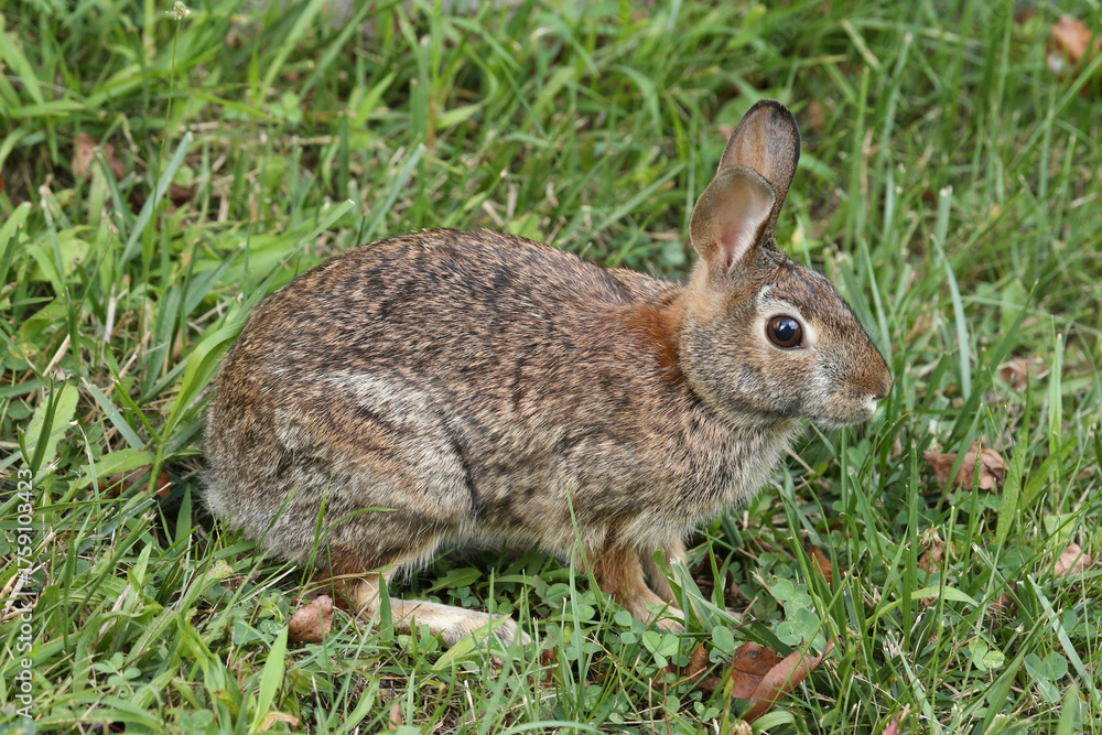Fototapeta premium Rabbit