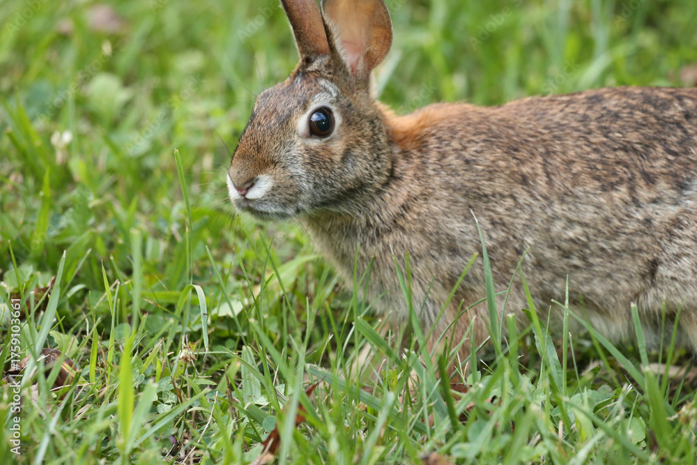 Fototapeta premium Rabbit