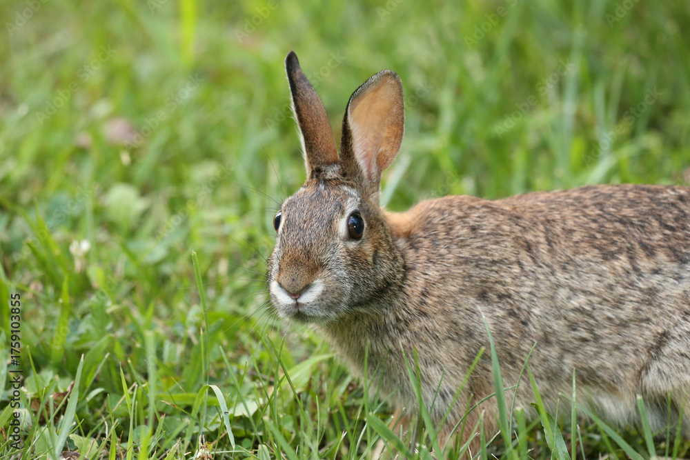 Fototapeta premium Rabbit