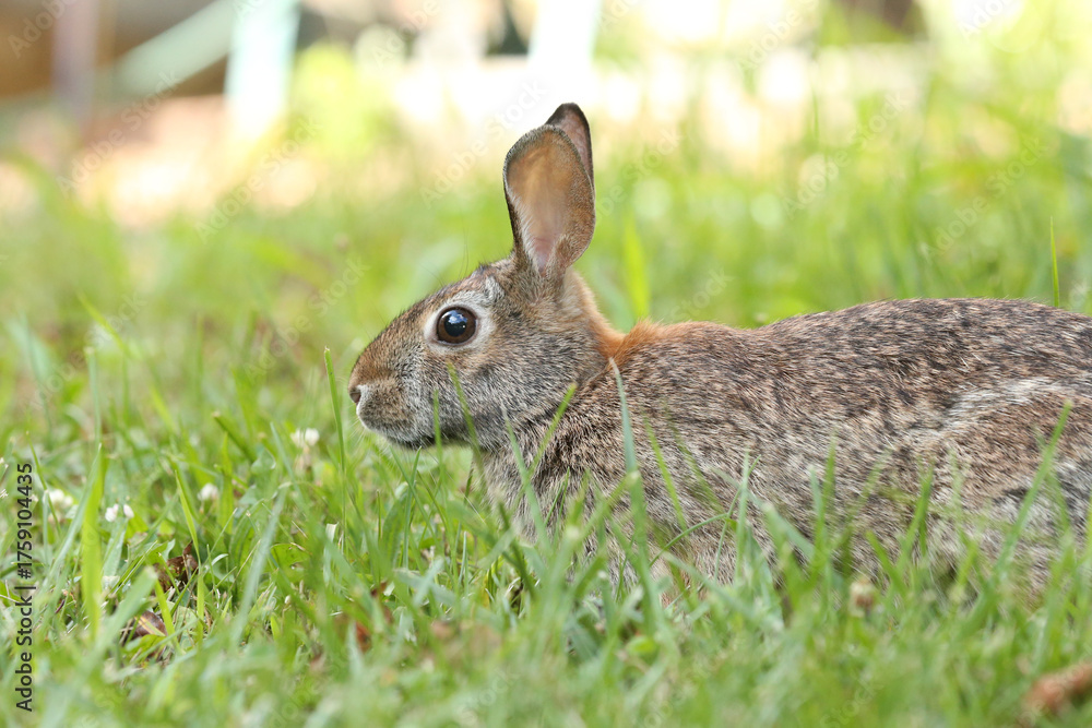 Fototapeta premium Rabbit