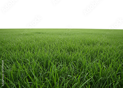 Lush green grass field isolated on transparent background in summer