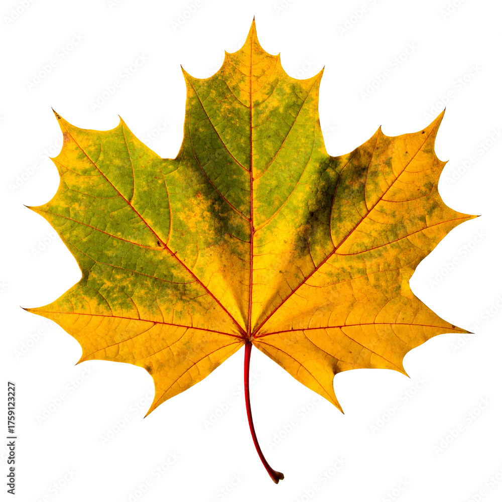 Fototapeta premium Autumn Maple Leaf: Capturing the beauty of autumn, the image highlights a single maple leaf, showcasing vibrant yellows and greens with intricate details that bring to life the beauty of nature.