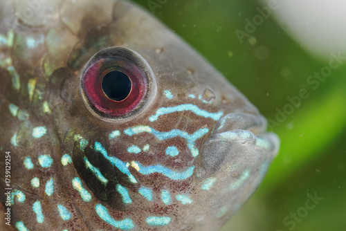 Tableau sur toile Macro detail of the eye of a Blue Acara fish beneath the water surface