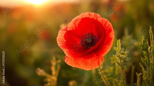 poppy. Close-up of a vibrant red poppy bathed in golden sunset light in a pea...