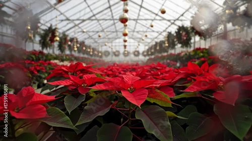 Rows of bright red poinsettias fill a greenhouse, decorated with wreaths for the holidays